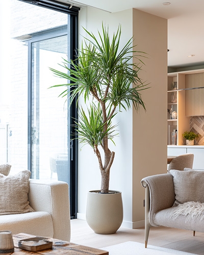 Dracaena marginata en pot dans un salon lumineux, plante d’intérieur graphique et dépolluante.